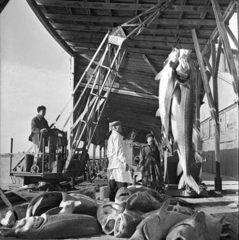 Приём рыбы на пирсе в 1956 году.