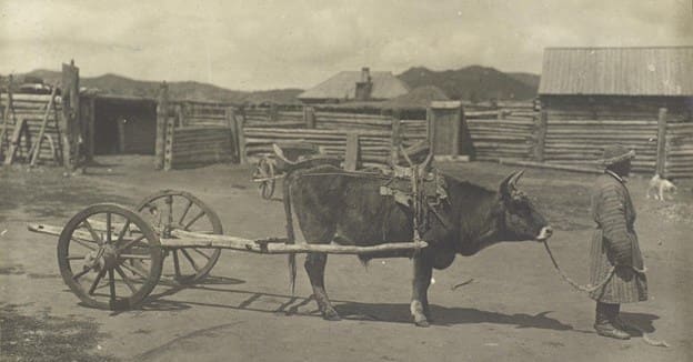 S. M. Dudin. Ox team. Karkaralinsk. 1899.