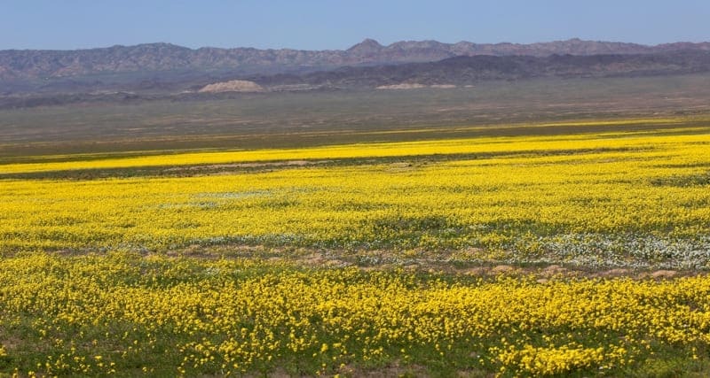 In spring, the Zhalanash Valley is covered with a carpet of flowers.