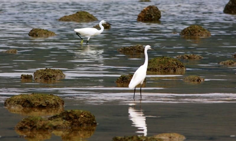 Большие белые цапли (Ardea alba).