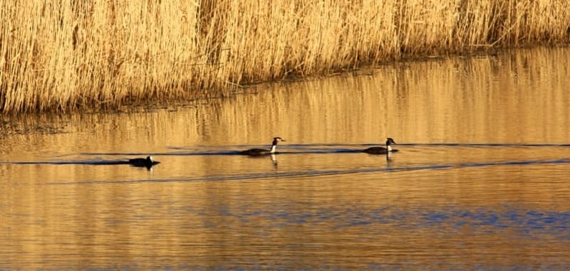 Чомги, или большие поганки (Podiceps cristatus).