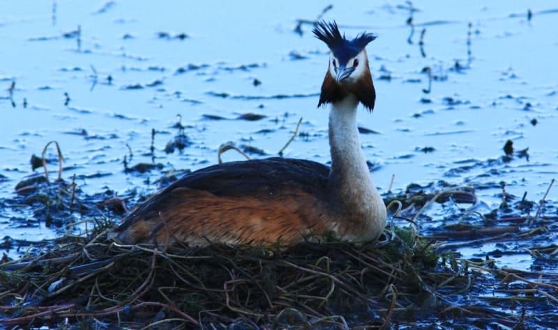 Чомга (Podiceps cristatus) или большая поганка, сидящая на плавучем гнезде.