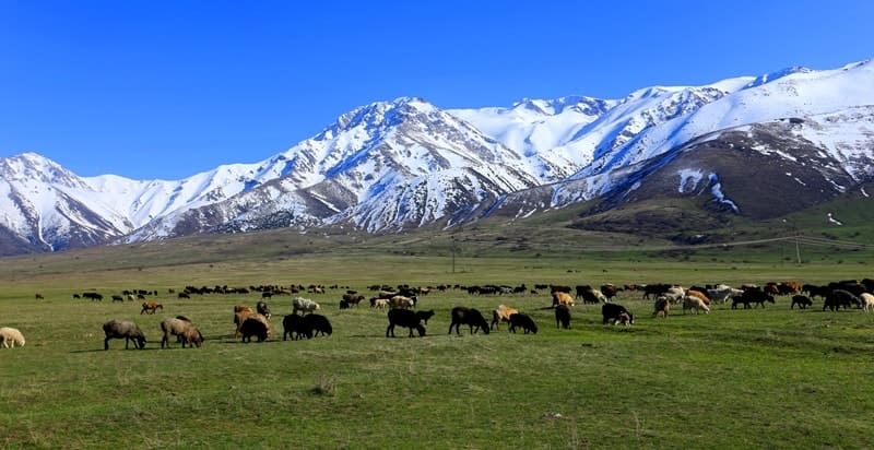 A flock of sheep against backdrop of Talas Alatau ridge.