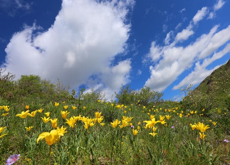 Тюльпан Короткотычиночный (Tulipa brachystemon). Окрестности перевала Алтын-Емель.