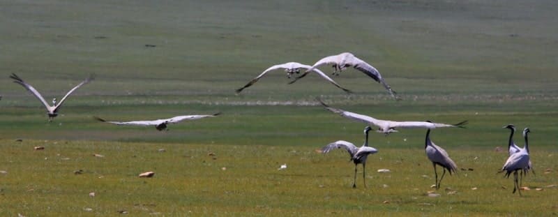 Журавли-красавки (Demoiselle Crane).