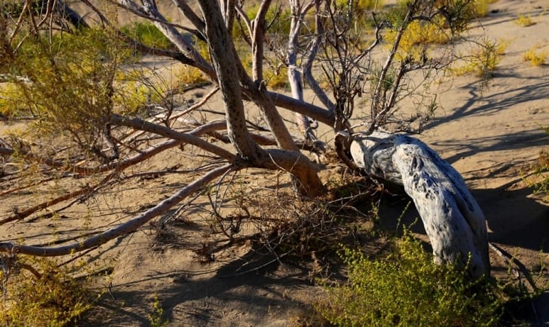 On the slopes of the hills and ridges, thickets of calligonum, sand acacia, shrubby milkvetch, kandym, and chingil are found.