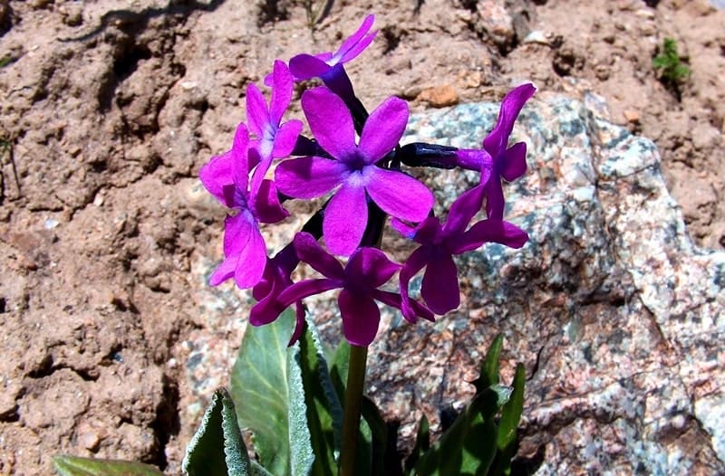 Первоцвет туркестанский (Primula turkestanica).