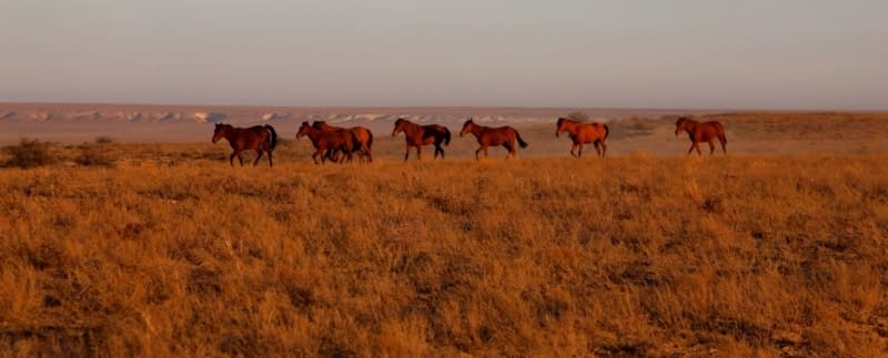 Лошади в окрестностях каньона Султан епе. Полуостров Тюб-Караган.