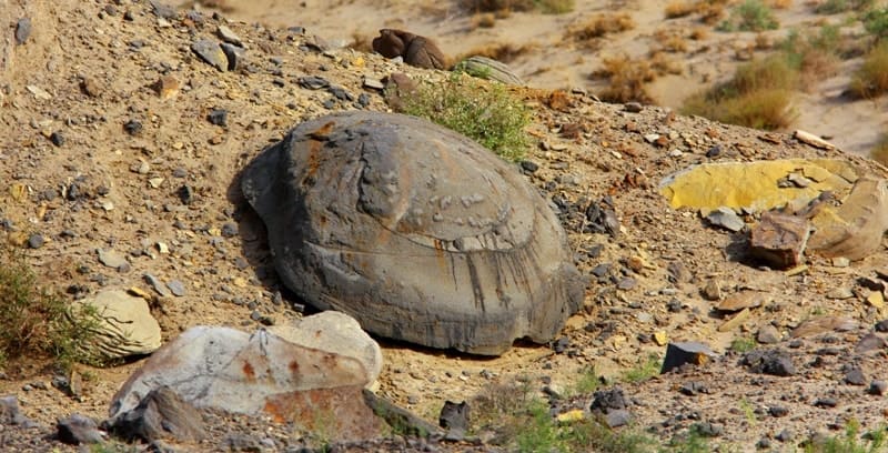 Отколовшаяся часть конкреции на месторождении Мунайлы-Мола. Можно назвать это крышкой от огромного казана..