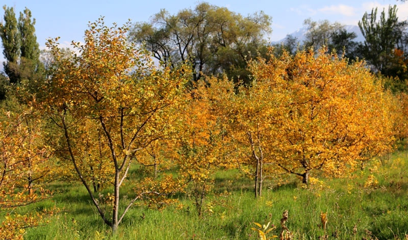 Яблоня Сиверса (Урджарская, хребет Тарбагатай).