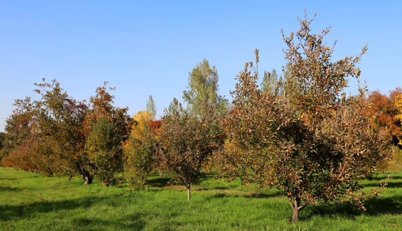 Siversii apple tree (Ile-Alatau, Zaililisky (Ile-Alatau) Alatau ridge).