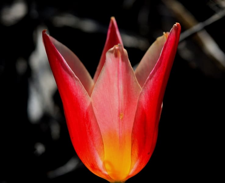 Tulipa berkariensis.