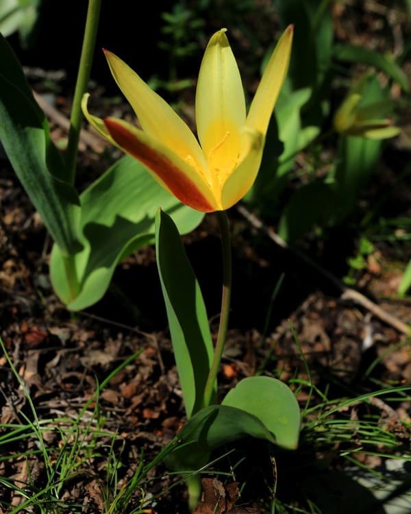 Tulipa berkariensis.