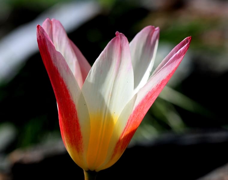 Tulipa berkariensis.