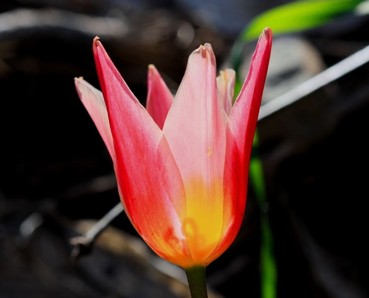 Tulipa berkariensis.