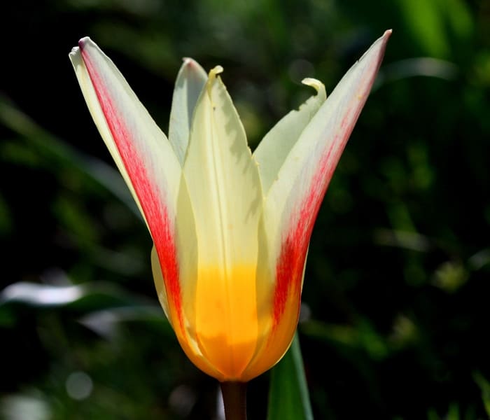 Tulipa berkariensis.