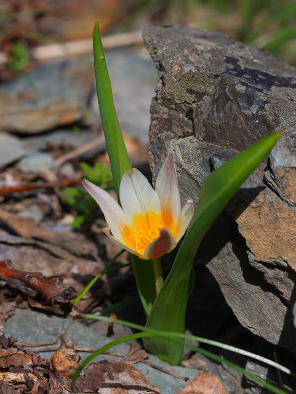 Tulipa berkariensis.