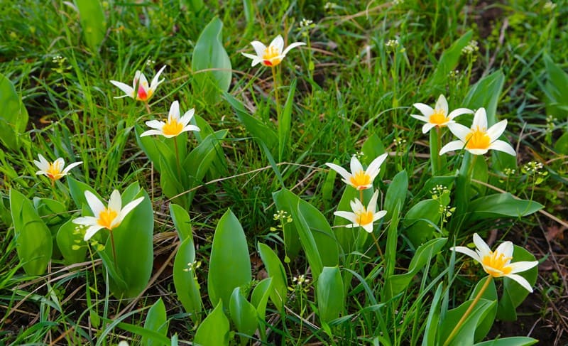 Tulipa berkariensis. Kishi-Kaindy Gorge. Aksu-Zhabagly Nature Reserve.