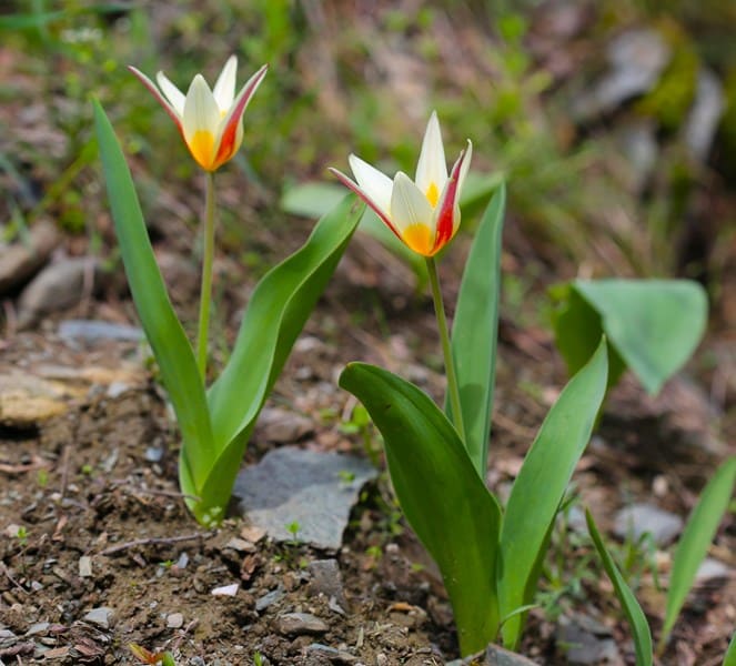 Tulipa berkariensis. Berkara Gorge. Syrdarya Karatau.