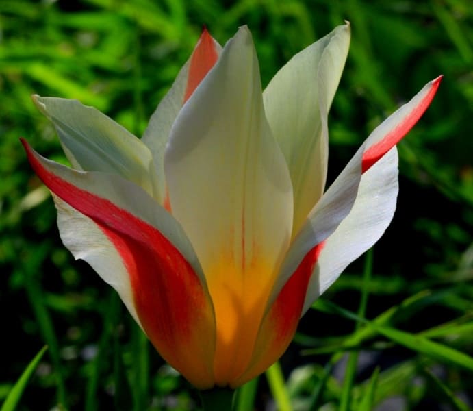 Tulipa berkariensis. Berkara Gorge. Syrdarya Karatau.