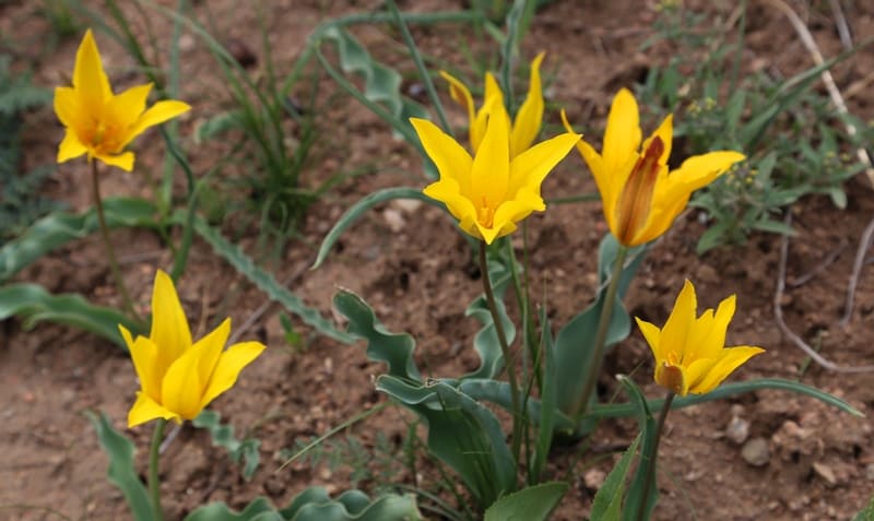 Тюльпан Островского.