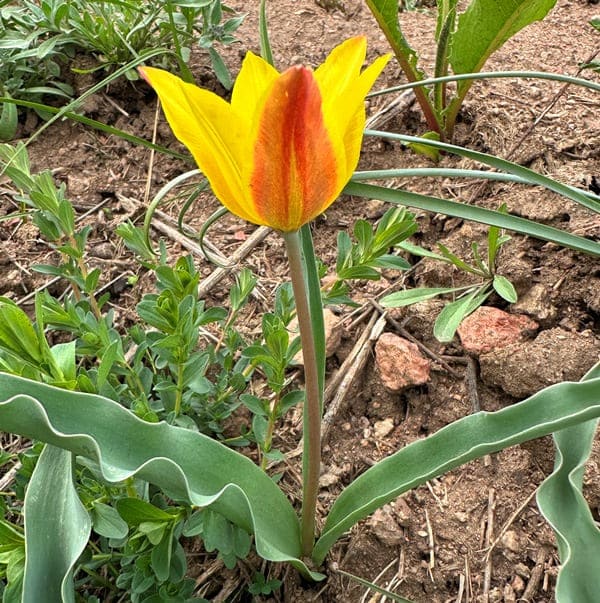 Тюльпан Островского.