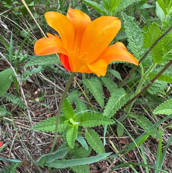 Тюльпан Островского.