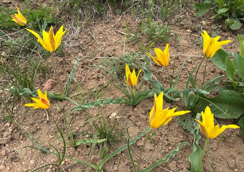 Тюльпан Островского.