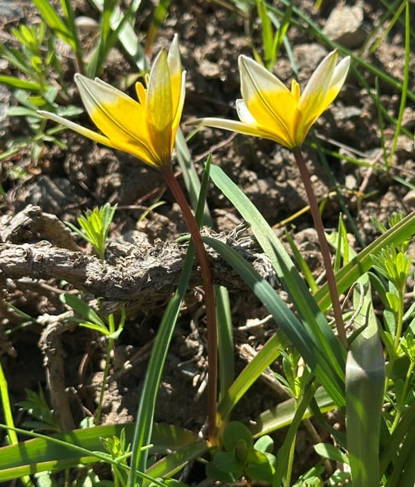 Tulipa tarda.