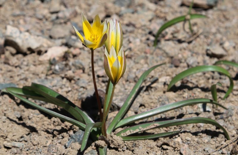 Tulipa tarda.