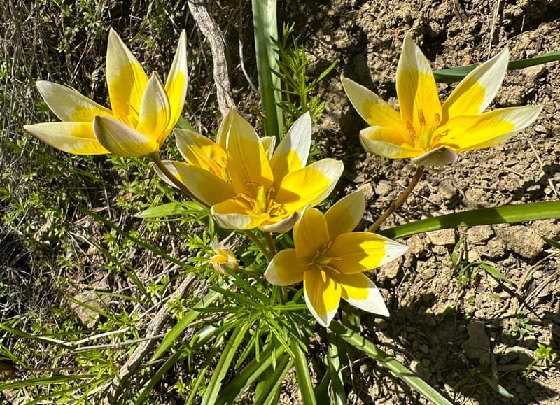 Tulipa tarda.