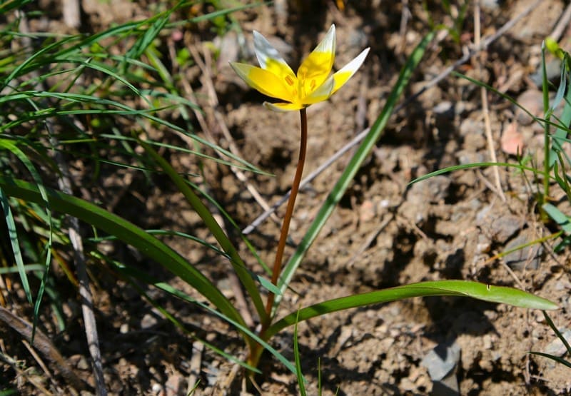 Tulipa tarda.