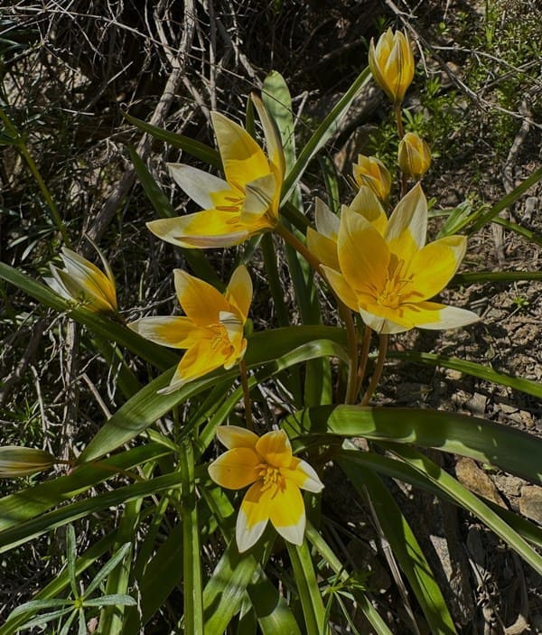 Tulipa tarda.