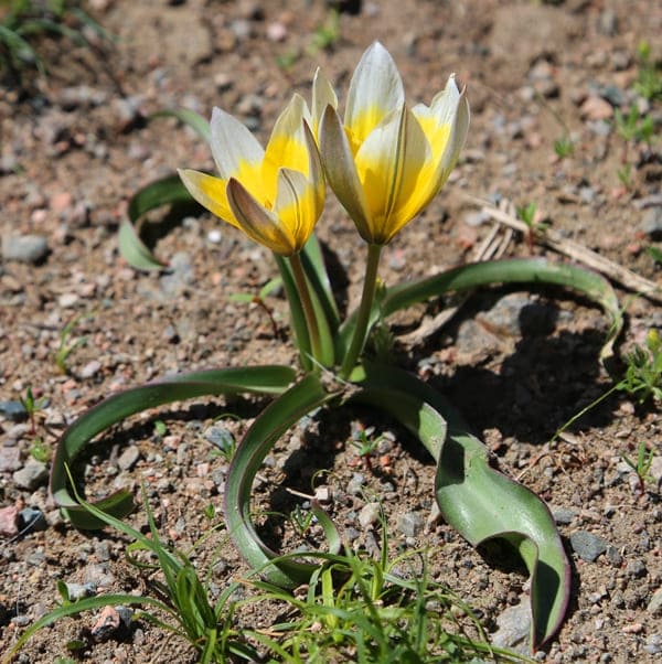 Tulipa tarda.