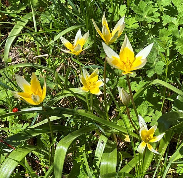 Tulipa tarda.