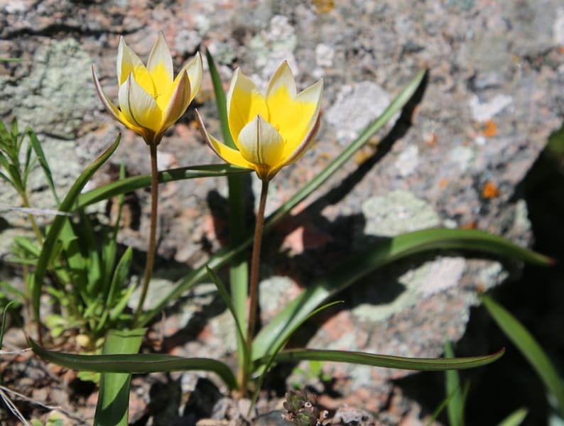 Tulipa tarda.