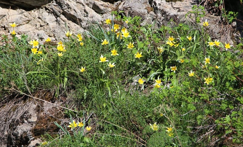 Tulipa tarda.