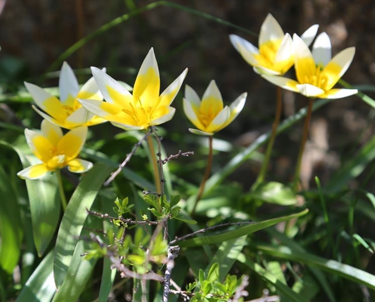 Tulipa tarda.