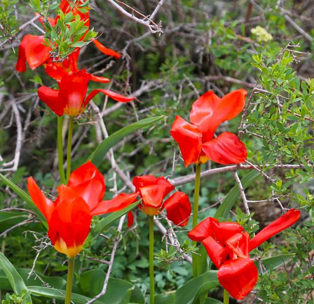 Tulipa ivasczenkoae Epikt. et Belyalov.