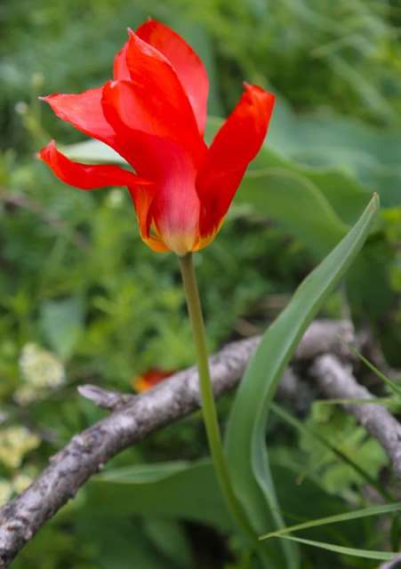 Tulipa ivasczenkoae Epikt. et Belyalov.