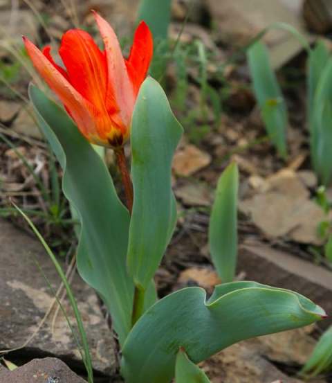 Tulipa ivasczenkoae Epikt. et Belyalov.
