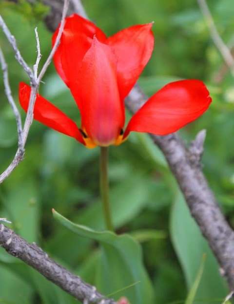 Tulipa ivasczenkoae Epikt. et Belyalov.