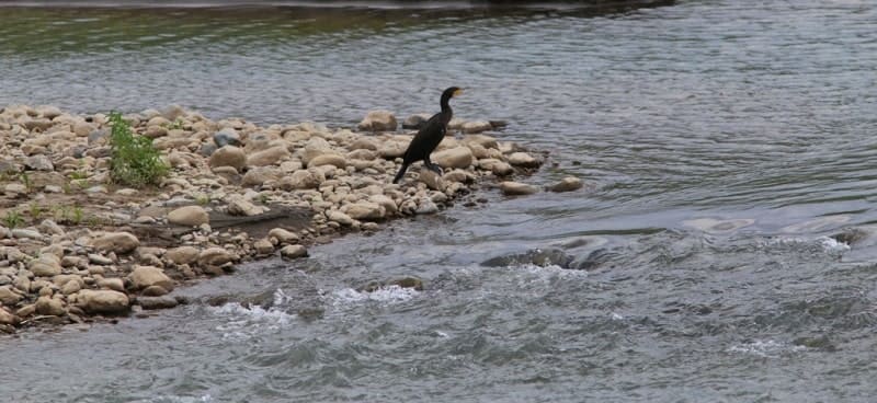 Большой баклан (Phalacrocorax carbo) на отмели реки Куршум.