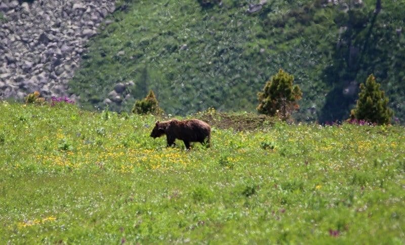 Встреча с медведем в верховьях реки Уба. 2019 год.