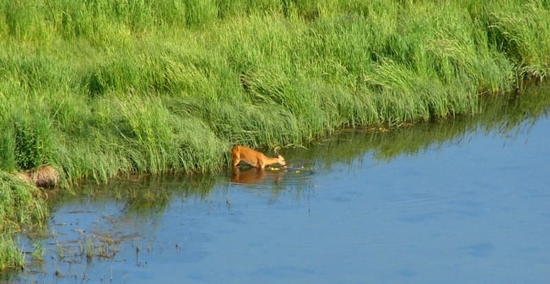 Siberian roe deer (Capreolus capreolus) on the bank of the Ulba River.