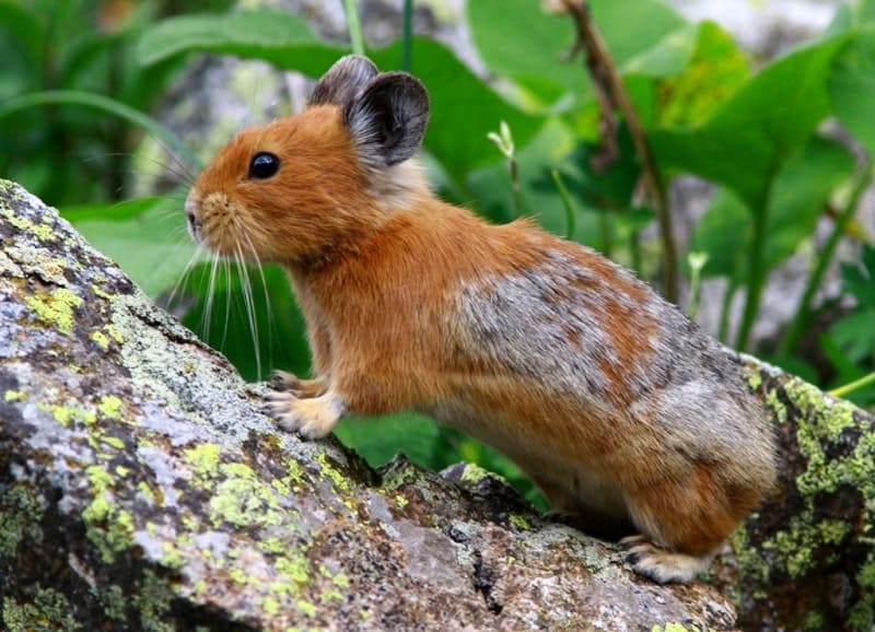 Red pika (Ochotona rutila). A mammal of the order Lagomorpha, native to the mountainous regions of Altai and Tien Shan. It is distinguished by its rusty-red fur in summer and ash-gray in winter. One of the largest pika species, its body length reaches 21.5-23 cm, with very long whiskers (whiskers), up to 9.4 cm. Pikas are very active during the day and do not hibernate.