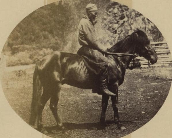 Киргизские лошади.