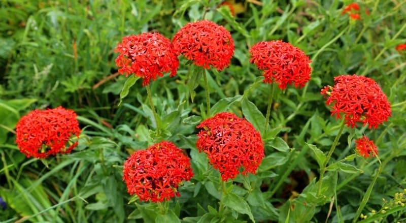 Лихнис (Lychnis).