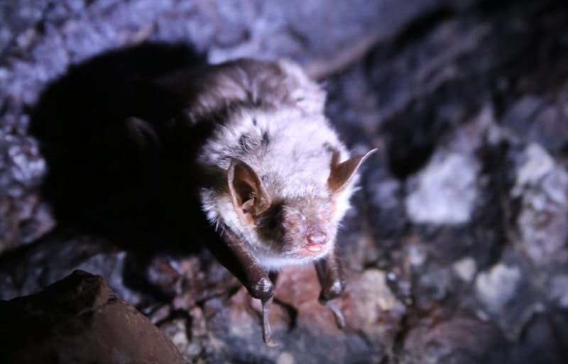В пещере Актогай обитает остроухая ночница (Myotis blythii), небольшая летучая мышь из рода ночниц. Эти летучие мыши имеют массу тела от 15 до 30 грамм и размах крыльев около 38 – 40 см. У них узкие, довольно длинные уши с длинным и заостренным козелком (внутренним выростом уха). Отличительной особенностью некоторых родственных видов является бахрома из очень жестких щетинок по заднему краю широкой хвостовой перепонки. 