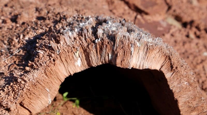 В областях, богатых органическими отложениями или нефтегазовыми коллекторами, могут образовываться бугры, вызванные давлением газа, обычно метана. 